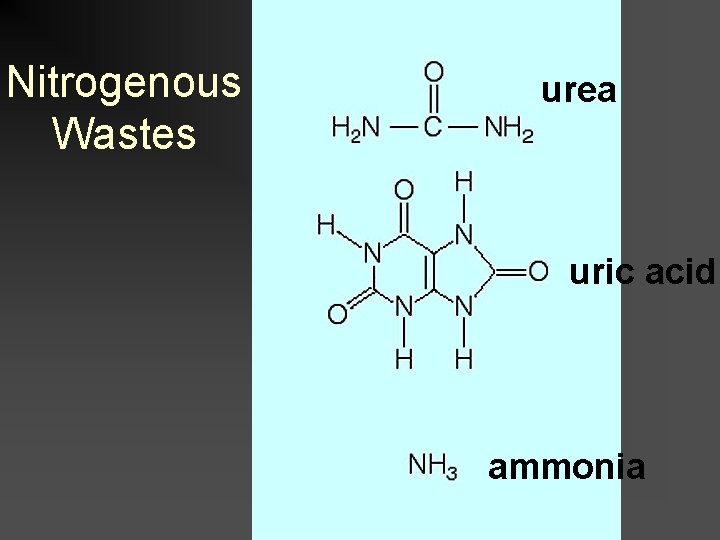 Nitrogenous Wastes urea uric acid ammonia 