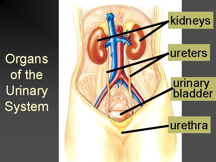 kidneys Organs of the Urinary System ureters urinary bladder urethra 