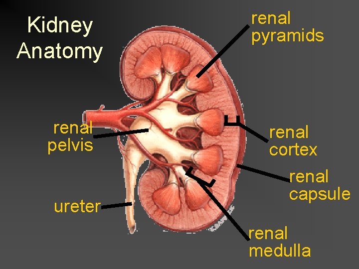 Kidney Anatomy renal pelvis ureter renal pyramids renal cortex renal capsule renal medulla 