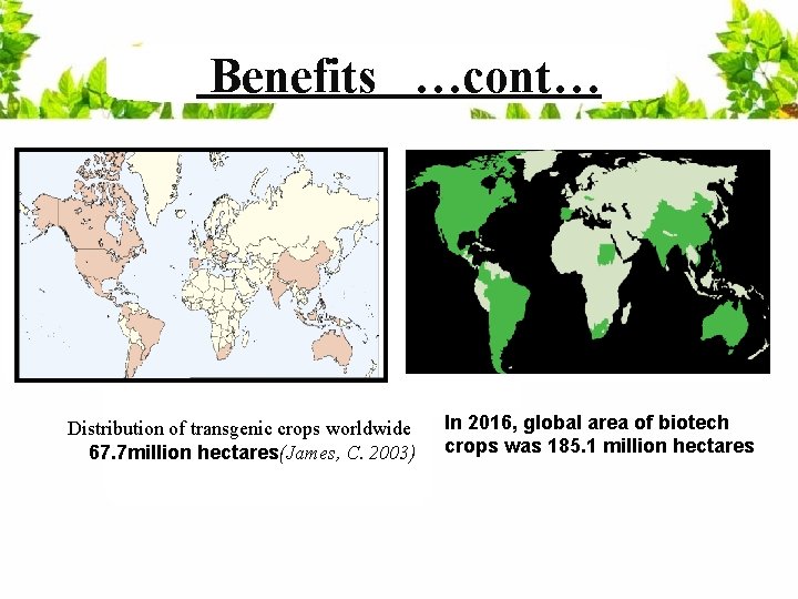 Benefits …cont… Distribution of transgenic crops worldwide 67. 7 million hectares(James, C. 2003) In