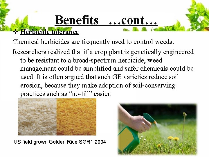 Benefits …cont… v Herbicide tolerance Chemical herbicides are frequently used to control weeds. Researchers