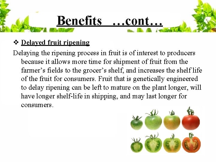 Benefits …cont… v Delayed fruit ripening Delaying the ripening process in fruit is of