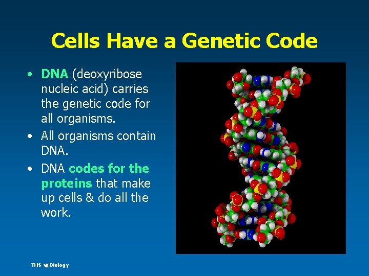 Cells Have a Genetic Code • DNA (deoxyribose nucleic acid) carries the genetic code