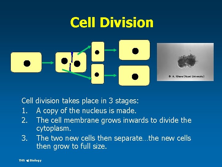 Cell Division click to see a real cell dividing © A. Kihara (Hosei University)