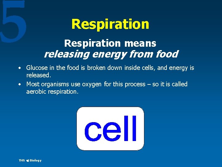 5 Respiration means releasing energy from food • Glucose in the food is broken