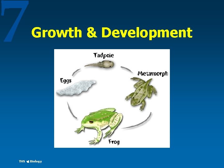 7 Growth & Development THS Biology 