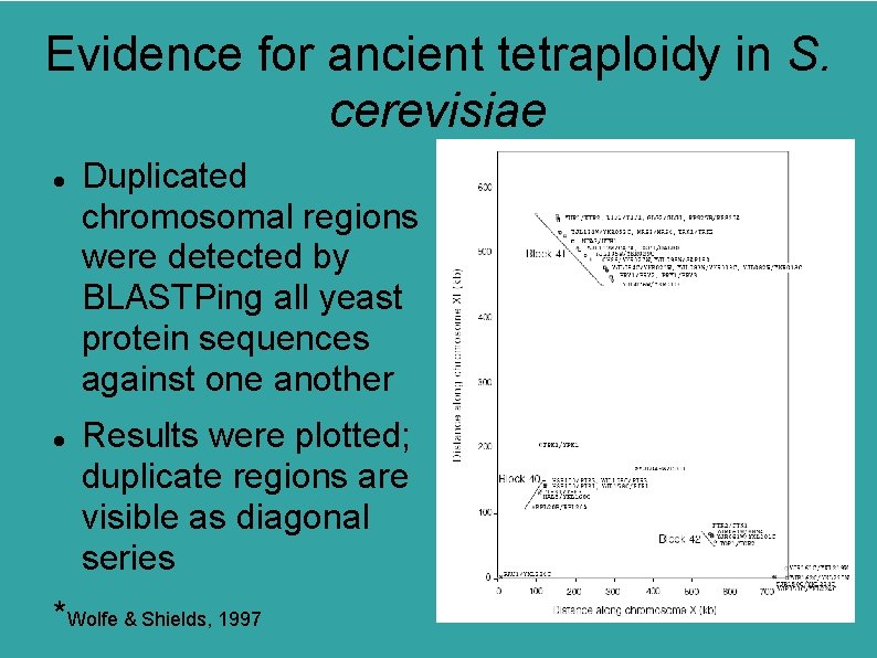 Evidence for ancient tetraploidy in S. cerevisiae Duplicated chromosomal regions were detected by BLASTPing