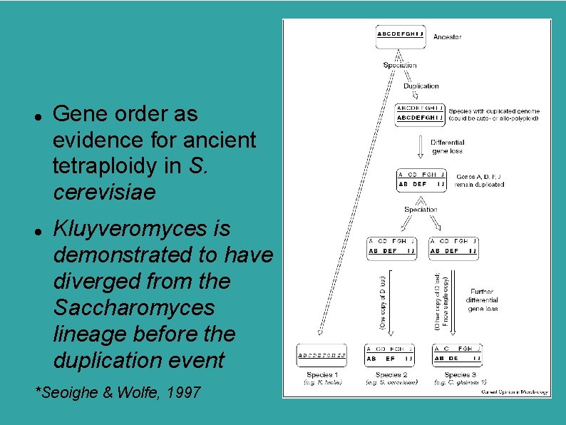  Gene order as evidence for ancient tetraploidy in S. cerevisiae Kluyveromyces is demonstrated