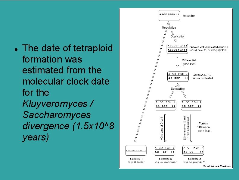  The date of tetraploid formation was estimated from the molecular clock date for