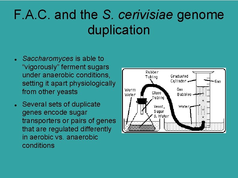 F. A. C. and the S. cerivisiae genome duplication Saccharomyces is able to “vigorously”