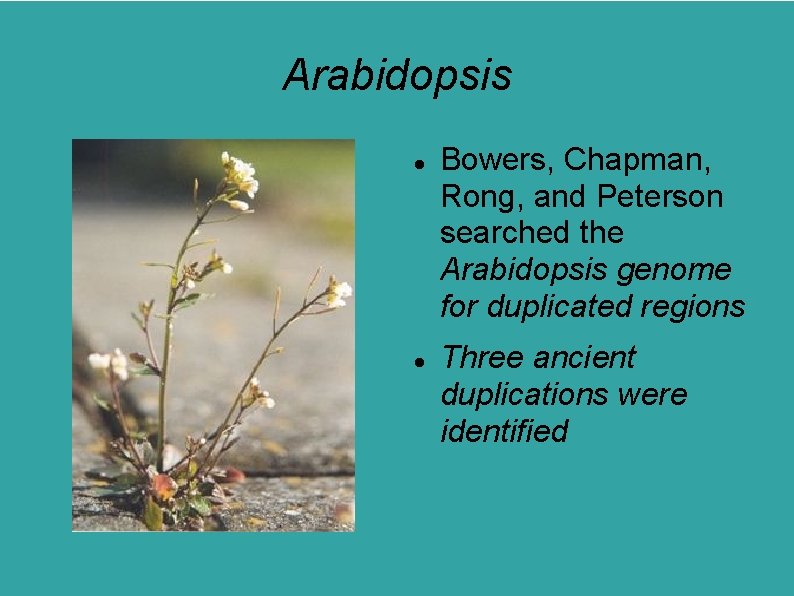 Arabidopsis Bowers, Chapman, Rong, and Peterson searched the Arabidopsis genome for duplicated regions Three