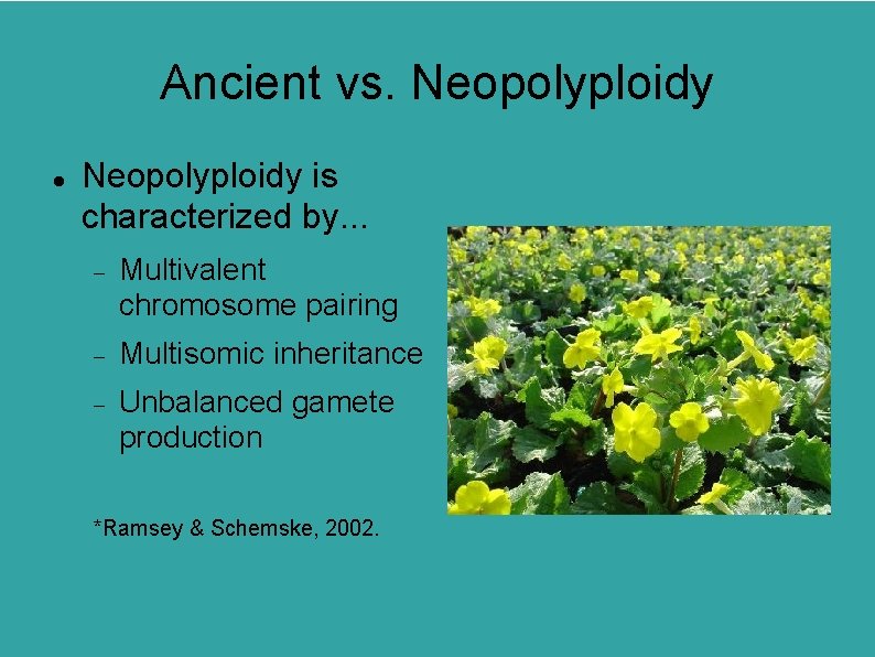 Ancient vs. Neopolyploidy is characterized by. . . Multivalent chromosome pairing Multisomic inheritance Unbalanced