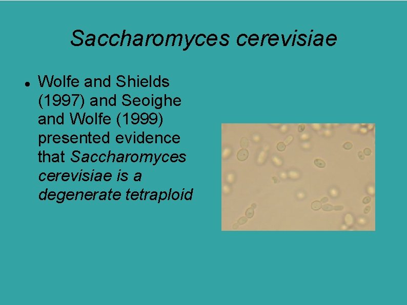 Saccharomyces cerevisiae Wolfe and Shields (1997) and Seoighe and Wolfe (1999) presented evidence that