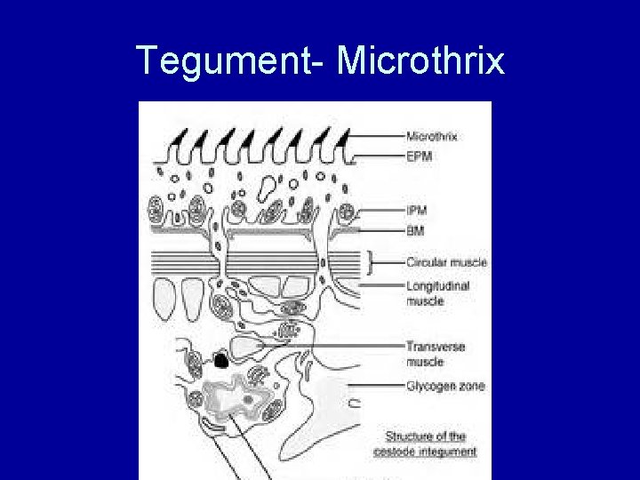 Tegument- Microthrix 