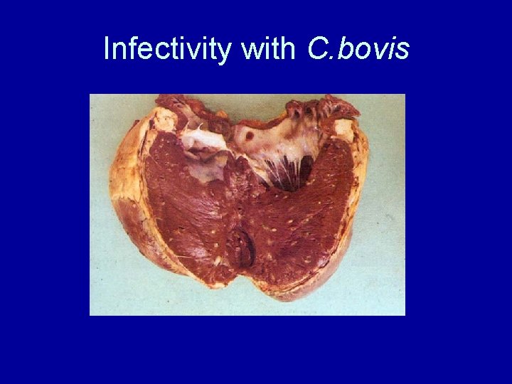 Infectivity with C. bovis 