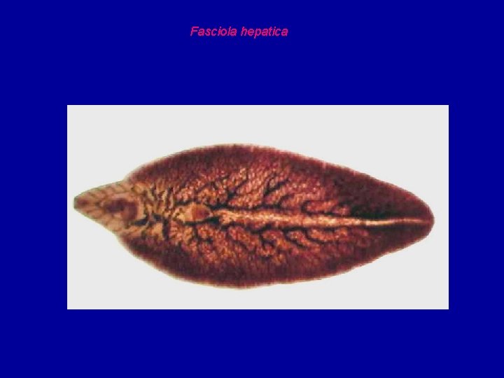 Fasciola hepatica 