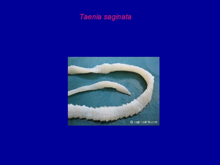 Taenia saginata 