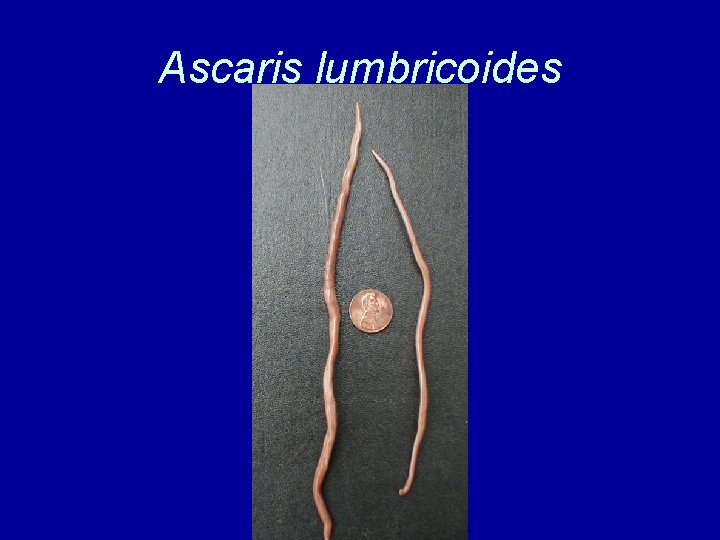 Ascaris lumbricoides 