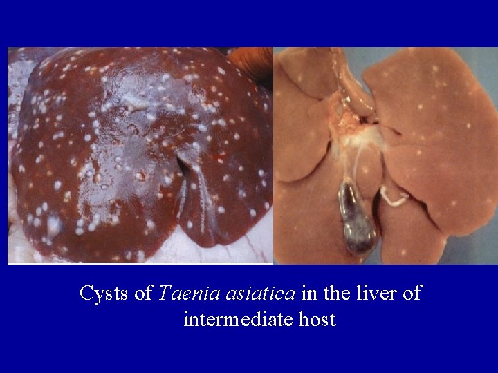 Cysts of Taenia asiatica in the liver of intermediate host 