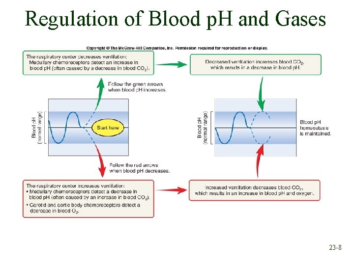 Regulation of Blood p. H and Gases 23 -8 