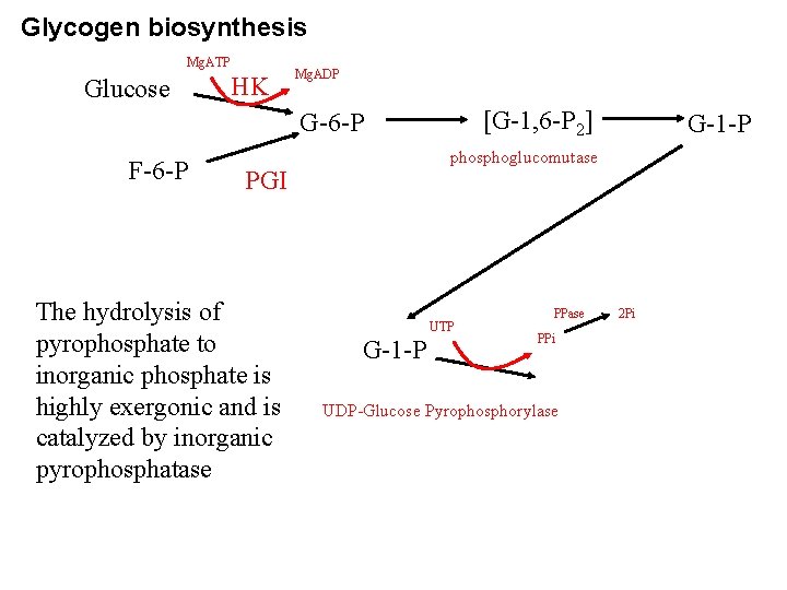 Glycogen biosynthesis Mg. ATP Glucose HK Mg. ADP [G-1, 6 -P 2] G-6 -P