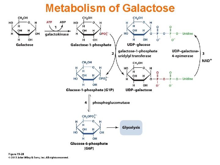 Metabolism of Galactose 
