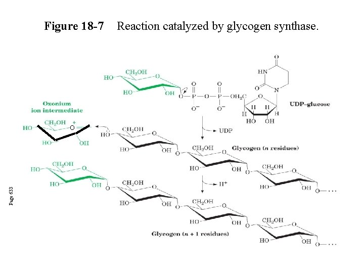 Figure 18 -7 Page 633 O Reaction catalyzed by glycogen synthase. 