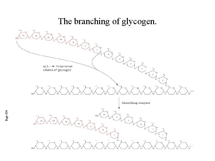 Page 634 The branching of glycogen. 