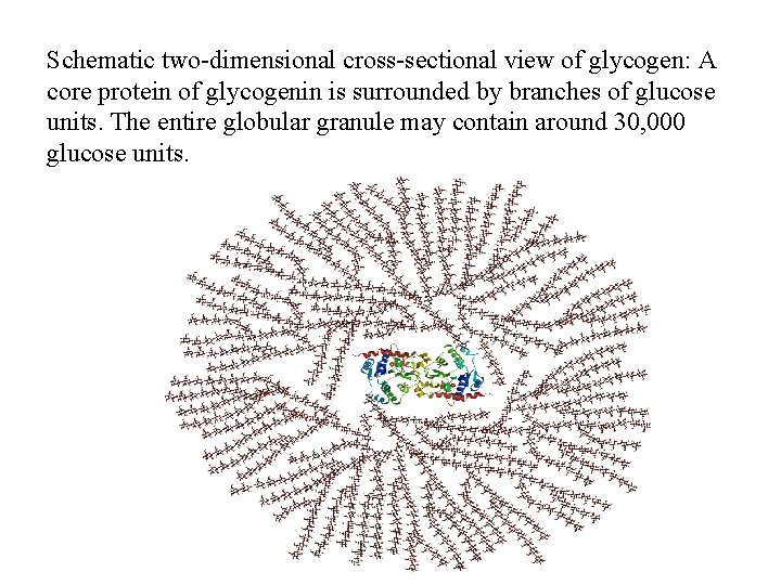 Schematic two-dimensional cross-sectional view of glycogen: A core protein of glycogenin is surrounded by