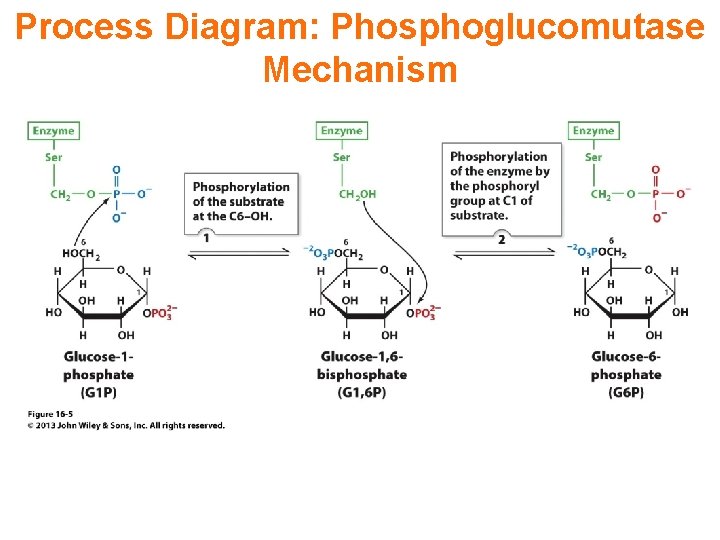 Process Diagram: Phosphoglucomutase Mechanism 