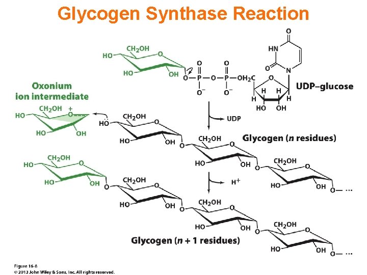 Glycogen Synthase Reaction 