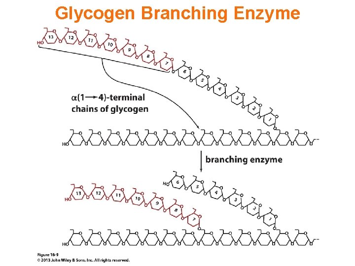 Glycogen Branching Enzyme 