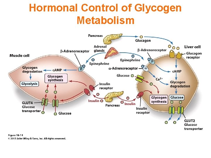 Hormonal Control of Glycogen Metabolism 