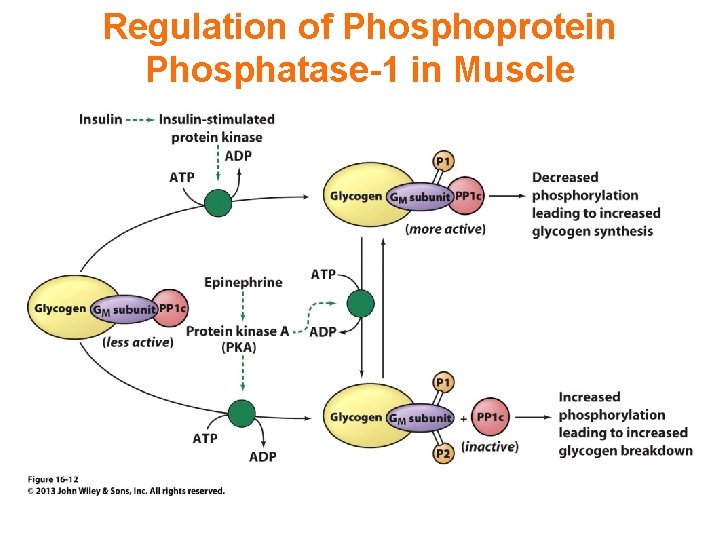 Regulation of Phosphoprotein Phosphatase-1 in Muscle 
