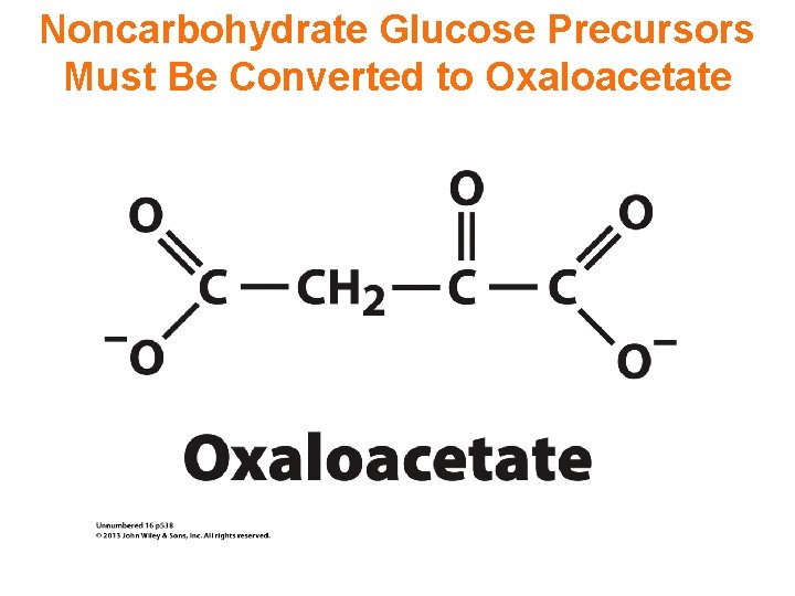 Noncarbohydrate Glucose Precursors Must Be Converted to Oxaloacetate 