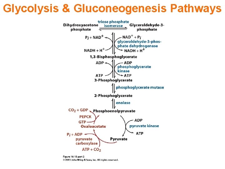 Glycolysis & Gluconeogenesis Pathways 