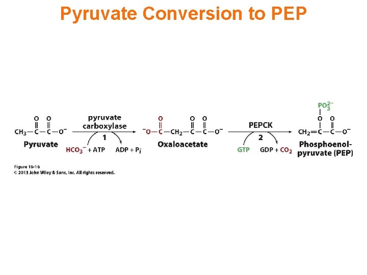Pyruvate Conversion to PEP 
