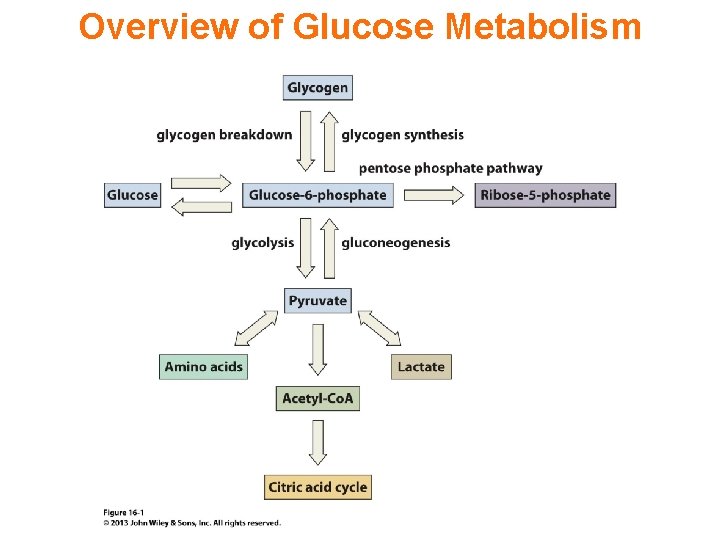 Overview of Glucose Metabolism 