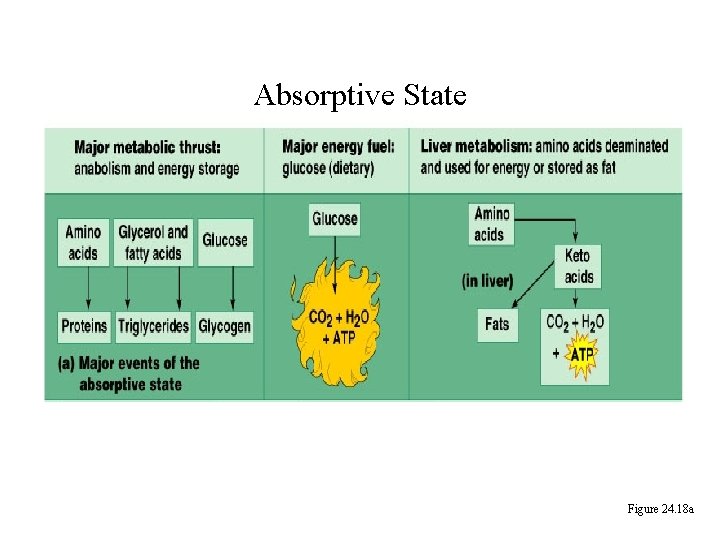 Absorptive State Figure 24. 18 a 