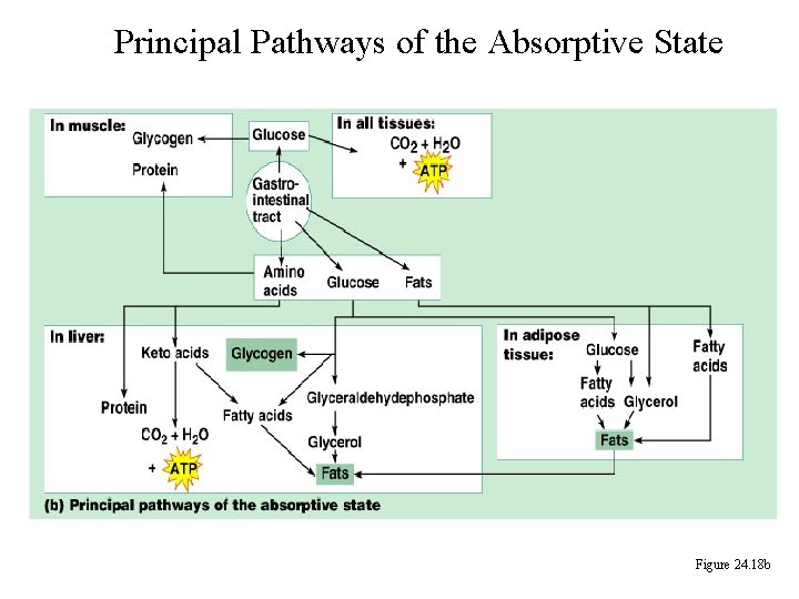 Principal Pathways of the Absorptive State Figure 24. 18 b 