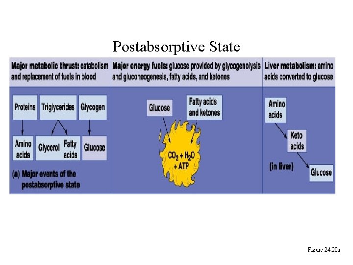 Postabsorptive State Figure 24. 20 a 