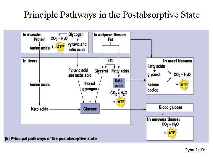 Principle Pathways in the Postabsorptive State Figure 24. 20 b 