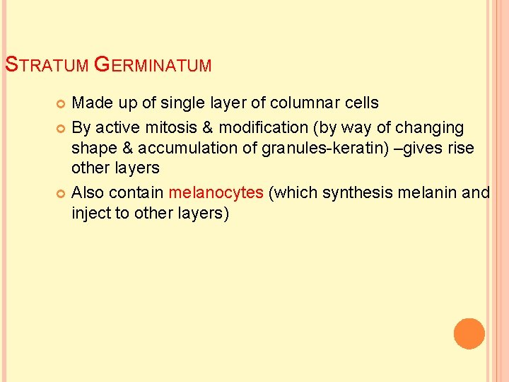 STRATUM GERMINATUM Made up of single layer of columnar cells By active mitosis &