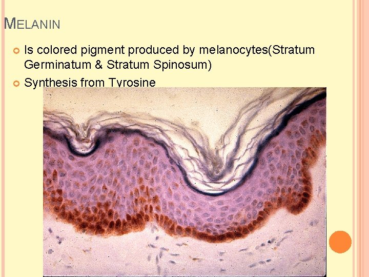 MELANIN Is colored pigment produced by melanocytes(Stratum Germinatum & Stratum Spinosum) Synthesis from Tyrosine