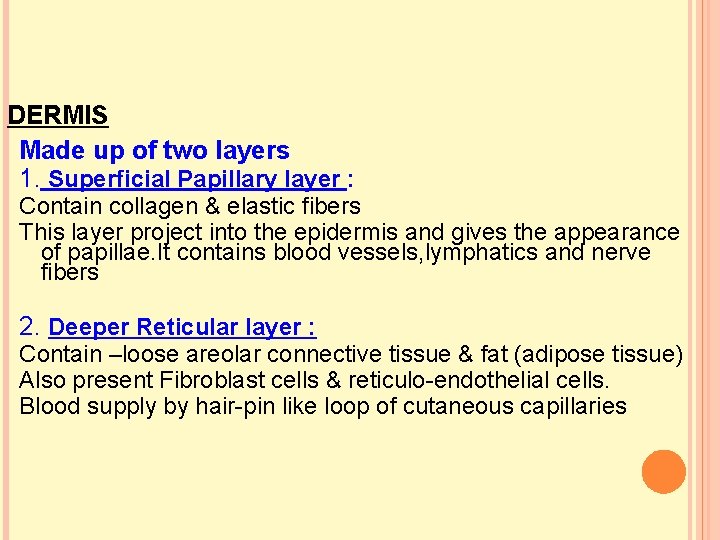 DERMIS Made up of two layers 1. Superficial Papillary layer : Contain collagen &