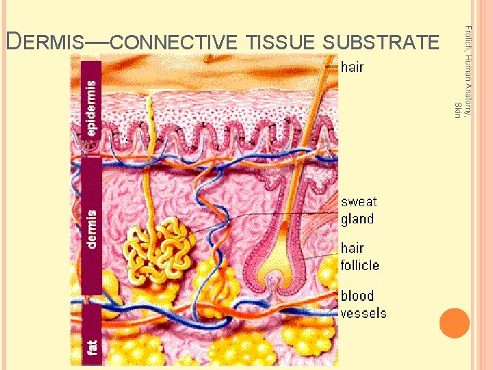Frolich, Human Anatomy, Skin DERMIS—CONNECTIVE TISSUE SUBSTRATE 