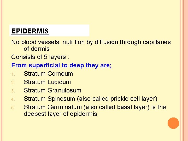 EPIDERMIS No blood vessels; nutrition by diffusion through capillaries of dermis Consists of 5