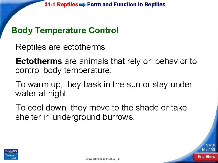 31 -1 Reptiles Form and Function in Reptiles Body Temperature Control Reptiles are ectotherms.