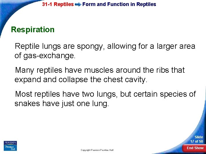 31 -1 Reptiles Form and Function in Reptiles Respiration Reptile lungs are spongy, allowing