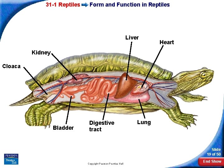 31 -1 Reptiles Form and Function in Reptiles Liver Heart Kidney Cloaca Bladder Digestive